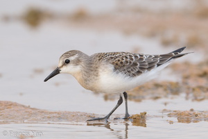 Red-necked Stint-170914-103ND500-FYP_4834-W.jpg