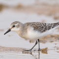 Red-necked_Stint-170914-103ND500-FYP_4834-W.jpg