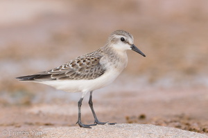 Red-necked Stint-170914-103ND500-FYP_5025-W.jpg