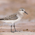 Red-necked_Stint-170914-103ND500-FYP_5025-W.jpg