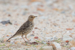 Red-throated Pipit-130203-105EOS1D-FY1X5344-W.jpg