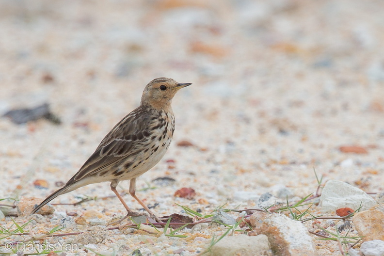 Red-throated_Pipit-130203-105EOS1D-FY1X5344-W.jpg