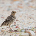 Red-throated_Pipit-130203-105EOS1D-FY1X5344-W.jpg