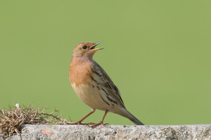 Red-throated Pipit-210321-105MSDCF-FRY06297-W.jpg