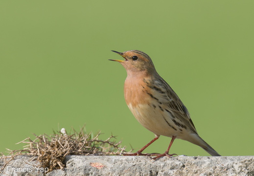 Red-throated Pipit