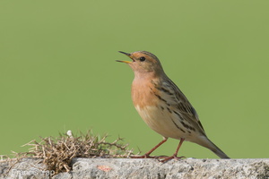 Red-throated Pipit-210321-105MSDCF-FRY06408-W.jpg