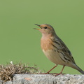 Red-throated_Pipit-210321-105MSDCF-FRY06408-W.jpg