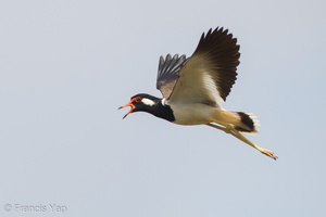 Red-wattled Lapwing-110626-103EOS1D-FYAP9397-W.jpg