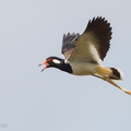 Red-wattled_Lapwing-110626-103EOS1D-FYAP9397-W.jpg