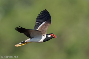 Red-wattled Lapwing-210308-103MSDCF-FRY09904-W.jpg