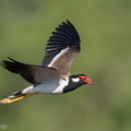 Red-wattled_Lapwing-210308-103MSDCF-FRY09904-W.jpg