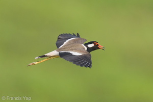 Red-wattled Lapwing-210410-107MSDCF-FRY01746-W.jpg