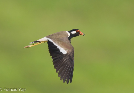 Red-wattled Lapwing