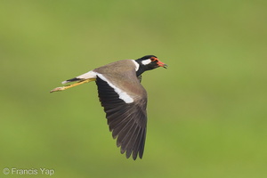 Red-wattled Lapwing-210410-107MSDCF-FRY01747-W.jpg