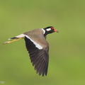 Red-wattled_Lapwing-210410-107MSDCF-FRY01747-W.jpg