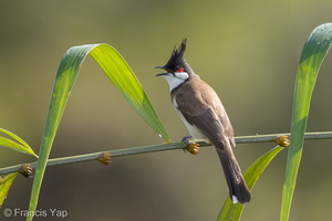 Red-whiskered Bulbul-160914-104EOS1D-F1X22988-W.jpg