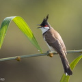 Red-whiskered_Bulbul-160914-104EOS1D-F1X22988-W.jpg