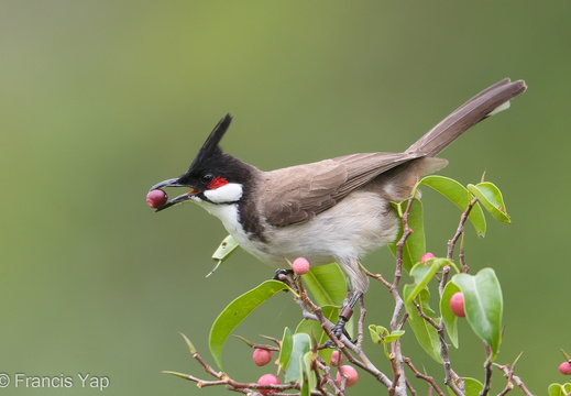 Red-whiskered Bulbul