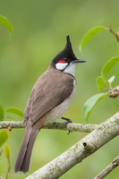 Red-whiskered Bulbul-190122-115ND500-FYP_0577-W.jpg