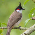 Red-whiskered_Bulbul-190122-115ND500-FYP_0577-W.jpg