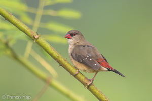 Red Avadavat-150621-121EOS1D-FY1X6157-W.jpg