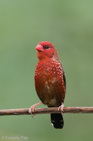 Red Avadavat-150710-100EOS5D-FY5S2075-W.jpg