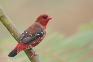 Red Avadavat-150710-100EOS5D-FY5S2340-W.jpg