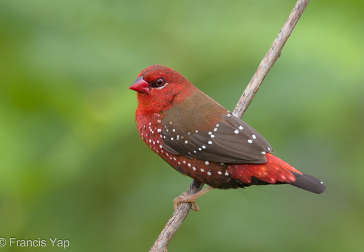 Red Avadavat