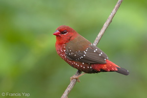 Red Avadavat-160803-102EOS1D-F1X28524-W.jpg