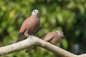 Red Collared Dove-200209-111MSDCF-FYP07730-W.jpg