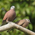 Red_Collared_Dove-200209-111MSDCF-FYP07730-W.jpg