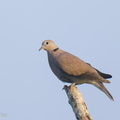 Red_Collared_Dove-211107-127MSDCF-FRY09341-W.jpg