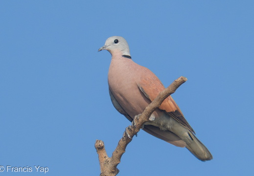 Red Collared Dove