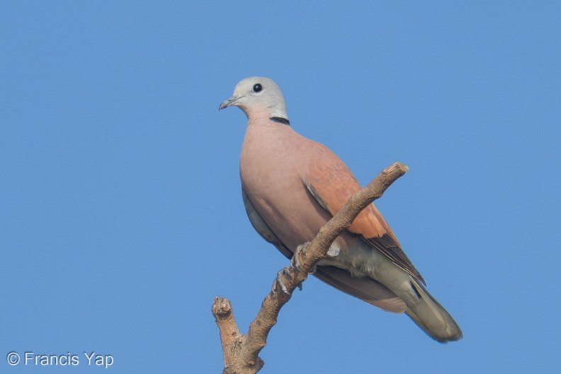Red_Collared_Dove-260405-170FRYAP-FYA05372-W.jpg