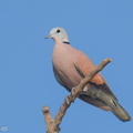 Red_Collared_Dove-260405-170FRYAP-FYA05372-W.jpg