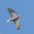 Red_Collared_Dove-260405-170FRYAP-FYA07138-W.jpg