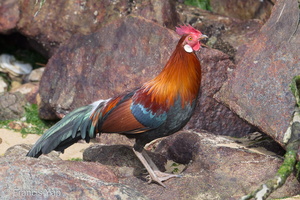 Red Junglefowl-180311-108ND500-FYP_0013-W.jpg