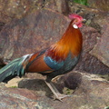 Red_Junglefowl-180311-108ND500-FYP_0013-W.jpg