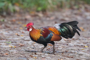 Red Junglefowl-181228-114ND500-FYP_7605-W.jpg