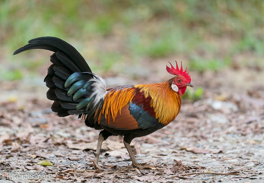 Red Junglefowl