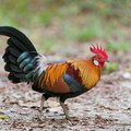 Red_Junglefowl-200203-111MSDCF-FYP06174-W.jpg