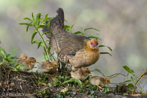 Red Junglefowl-220213-140MSDCF-FRY08024-W.jpg