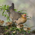 Red_Junglefowl-220213-140MSDCF-FRY08024-W.jpg