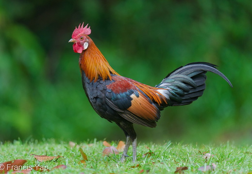 Red Junglefowl - display this album Red Junglefowl