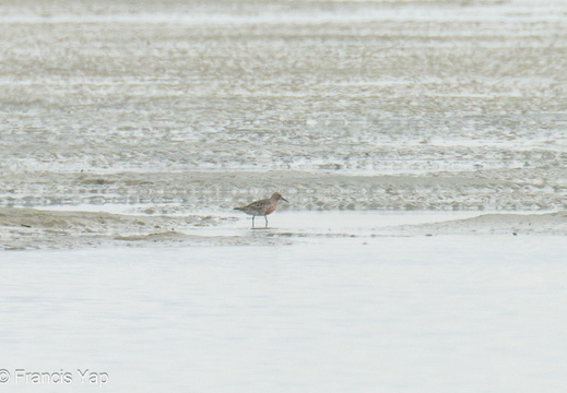 Red Knot