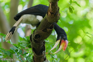 Rhinoceros Hornbill-251030-128FRYAP-FYA07850-W.jpg