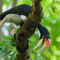 Rhinoceros_Hornbill-251030-128FRYAP-FYA07850-W.jpg