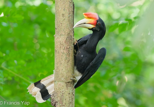 Rhinoceros Hornbill