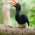 Rhinoceros_Hornbill-251113-132FRYAP-FYA02804-W.jpg