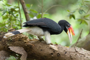 Rhinoceros Hornbill-251114-133FRYAP-FYA00930-W.jpg